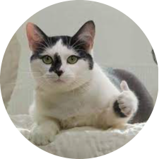 Cat thumbs up